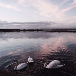 Birds on calm lake