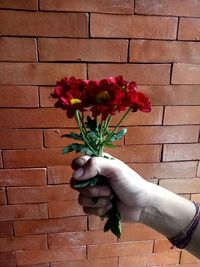 Close-up of hand holding red flower against brick wall