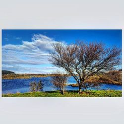 Bare trees against sky