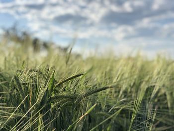 Close-up of crops growing on field against sky