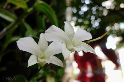 Close-up of white flowers blooming on tree