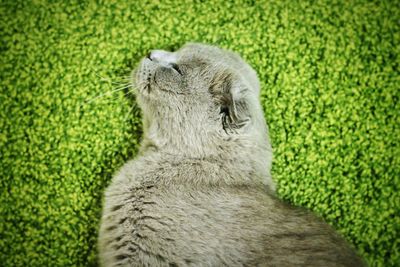 Close-up of cat on grassy field