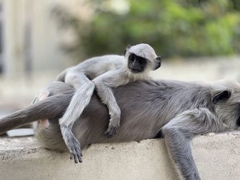 Monkeys sitting outdoors