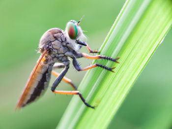 Close-up of insect on leaf