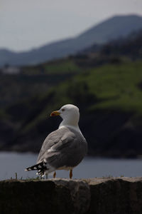 Close-up of seagull perching on rock