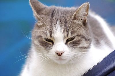 Close-up portrait of a cat