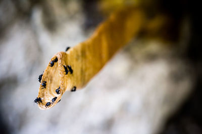 Close-up of insect on yellow leaf