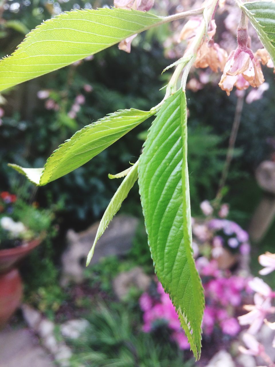 leaf, growth, nature, plant, focus on foreground, close-up, green color, day, no people, outdoors, insect, freshness, animal themes, beauty in nature, animals in the wild, fragility