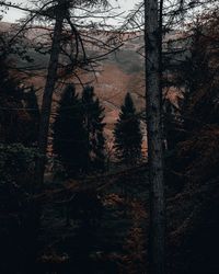 Trees in forest