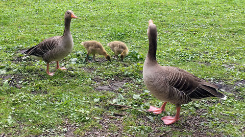 View of birds in field