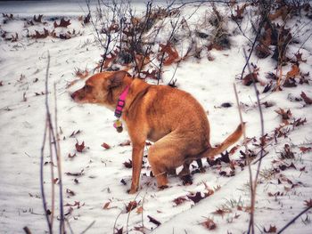 View of a dog on snow covered land