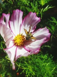 Close-up of bee on pink flower