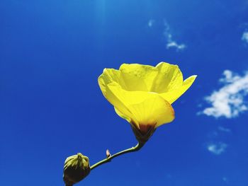 Close-up of yellow flower against blue sky