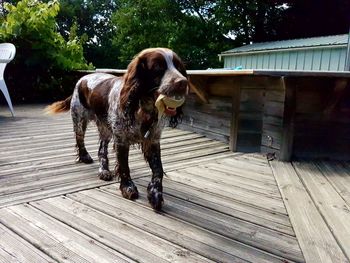 Dog standing on wood