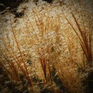 Close-up of plant growing on field