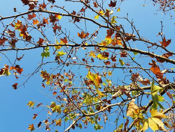 Low angle view of trees against clear blue sky