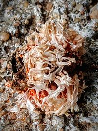 High angle view of mushrooms