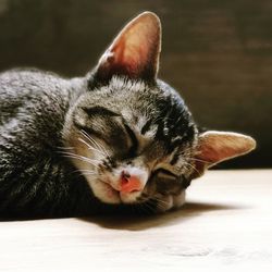 Close-up of cat resting