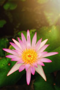 Close-up of pink flower