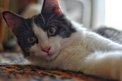 Close-up portrait of cat