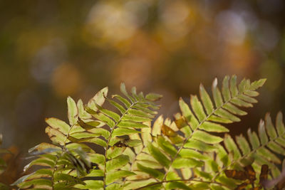 Close-up of plant growing outdoors