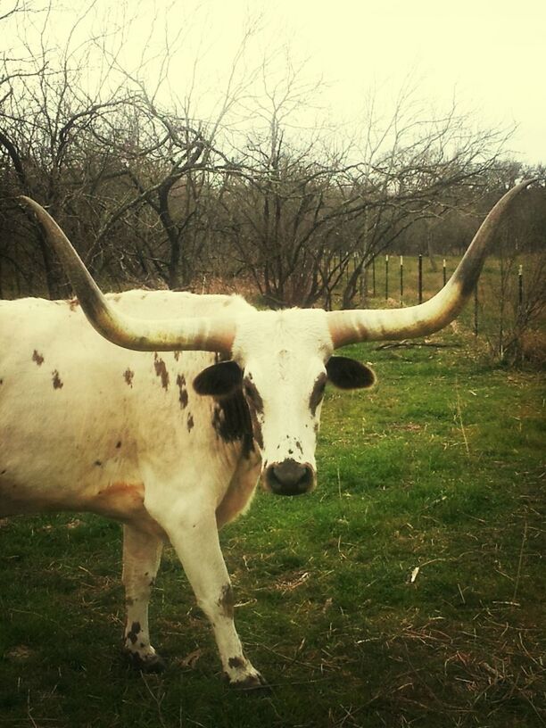 animal themes, mammal, domestic animals, bare tree, field, tree, one animal, horse, grass, landscape, standing, livestock, herbivorous, nature, full length, grassy, day, branch, no people, grazing