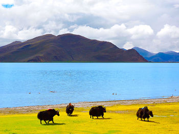 Horses grazing on landscape by lake against sky