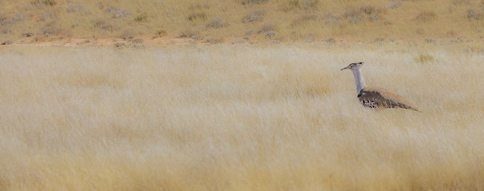 A kori bustard in the kgalagadi transfrontier park at the border of namibia