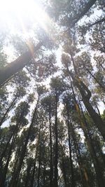 Low angle view of trees in forest