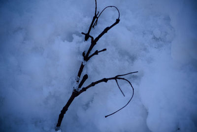 Low angle view of bare tree against sky