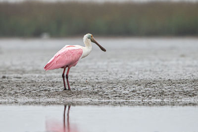 Roseate spoonbill standing in shallow water