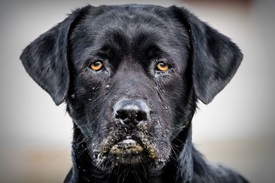 Close-up portrait of black dog