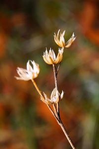 Close-up of flowering plant on field