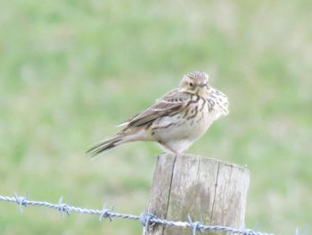 Bird perching on wooden post