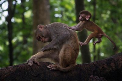 Monkey sitting on tree in forest