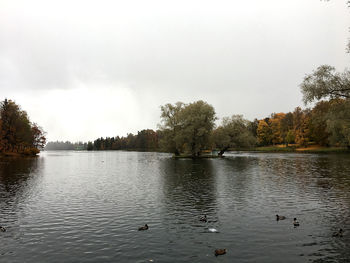 View of ducks swimming in lake