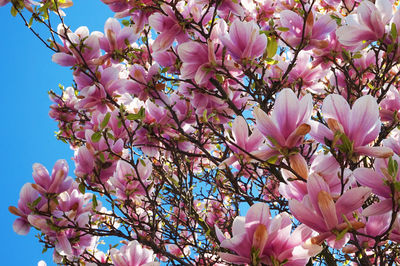 Close-up of pink cherry blossoms in spring