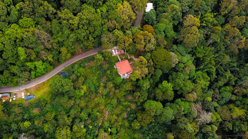 High angle view of plants and trees in forest