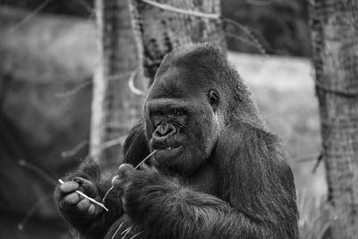 Man looking away in zoo