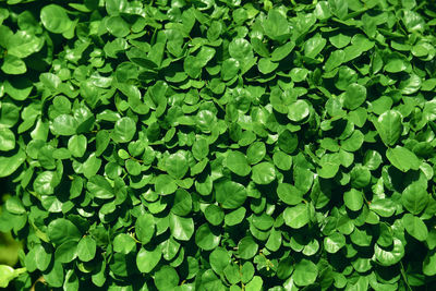 Full frame shot of green leaves