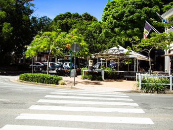 Road along trees