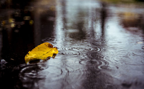 Close-up of yellow duck swimming in lake