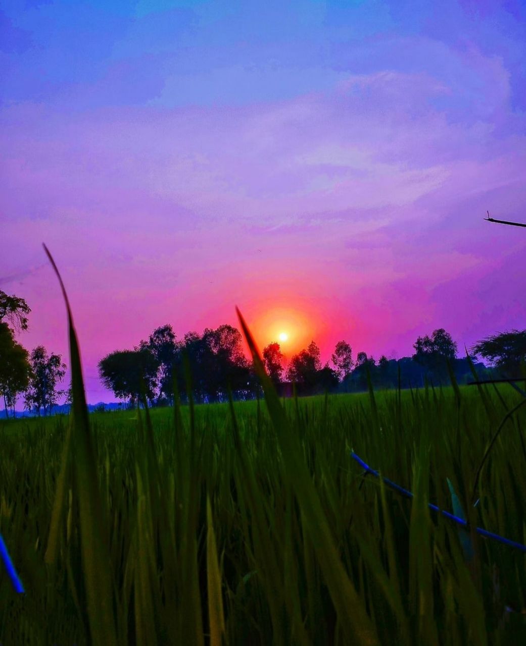 plant, sky, landscape, sunset, field, nature, beauty in nature, land, agriculture, growth, environment, rural scene, scenics - nature, crop, tranquility, cloud, tranquil scene, horizon, no people, cereal plant, tree, dusk, grass, sunlight, outdoors, purple, idyllic, farm, sun, evening, green, paddy field, rice, twilight, meadow, blue, flower, rice paddy, grassland, food