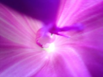 Macro shot of pink flower