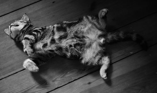 High angle view of cat lying on hardwood floor