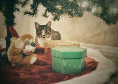 Portrait of cat by christmas tree