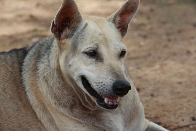 Close-up of dog looking away