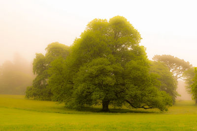 Trees on field against sky