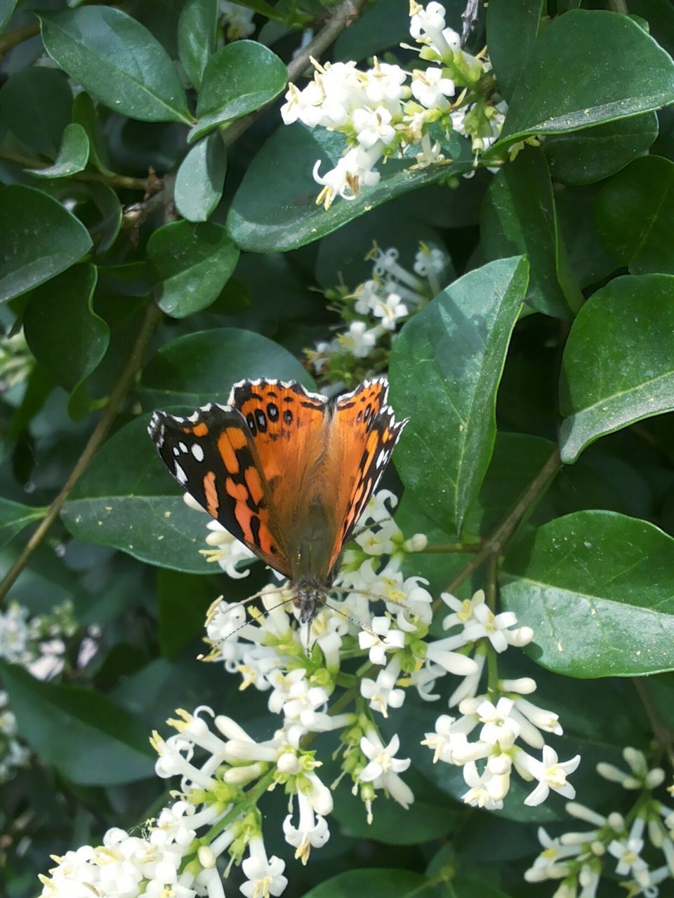 animal themes, one animal, animals in the wild, insect, wildlife, flower, butterfly - insect, butterfly, fragility, freshness, beauty in nature, growth, nature, close-up, plant, animal markings, leaf, focus on foreground, pollination, petal