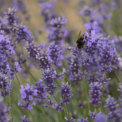 Close-up of bee pollinating on purple flowering plant